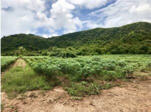 Land Plot for Sale – Sattahip, Bangsaray